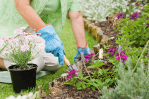 Jardinagem e paisagismo para iniciantes